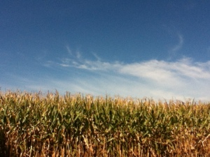 You can't have Lancaster County without corn.